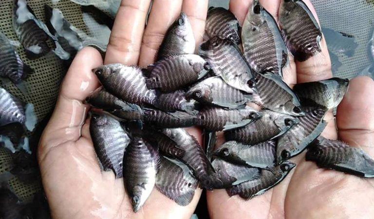 Benih ikan