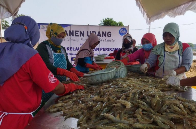 Udang