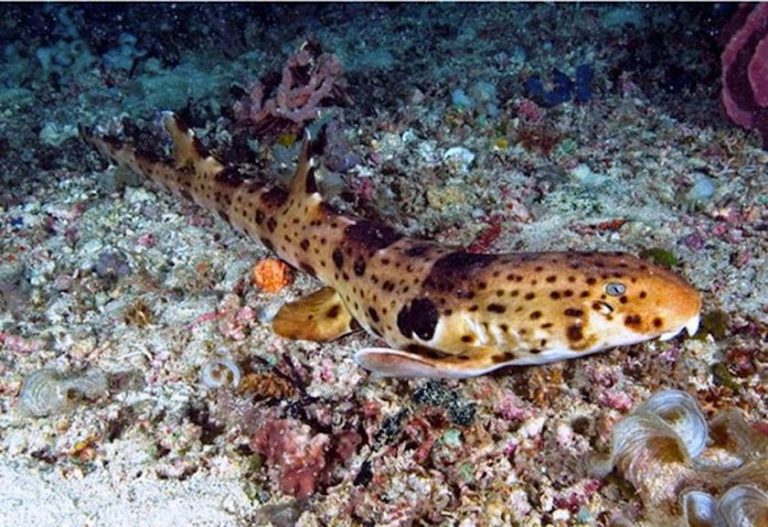 hiu kalibia 2