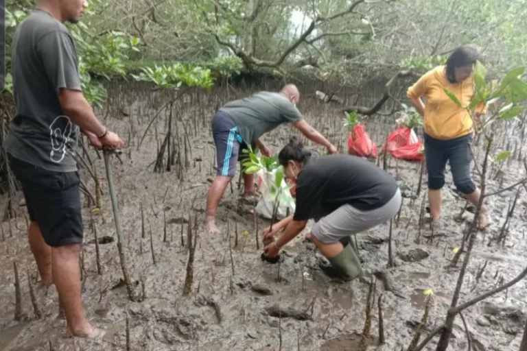 mangrove.jpg